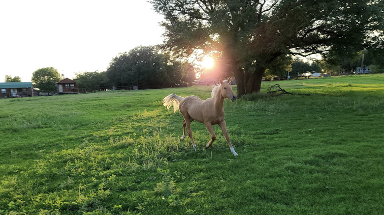 Caballo corriendo alrededor de Hoof Prints Ranch, Stephenville, Texas