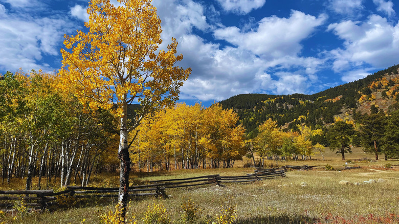 Vista otoñal de Caribou Ranch, Colorado, con álamos dorados, pinos y montañas