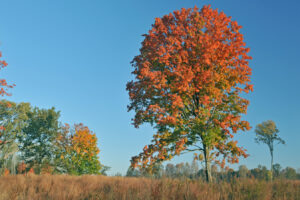 La antigua área de entrenamiento de la Segunda Guerra Mundial de Michigan es ahora un extenso parque con caminatas, natación y campamentos