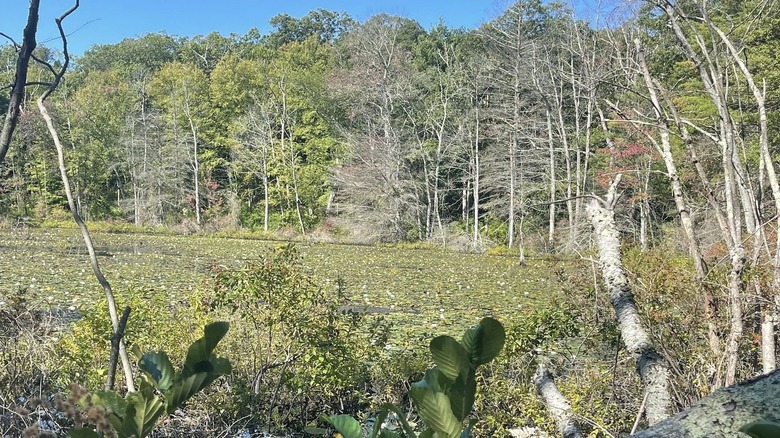estanque en el bosque