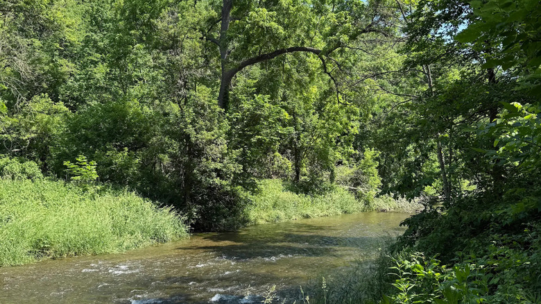 Un arroyo en el bosque en Forestville/Mystery Cave State Park