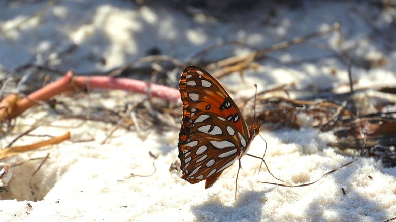 Una mariposa naranja y blanca desde un lado sobre arena blanca con raíces de plantas en el fondo.