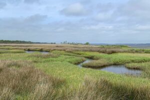 El magnífico parque de la costa del Golfo de Florida ofrece vida silvestre, kayak y pesca a menos de una hora de Tallahassee