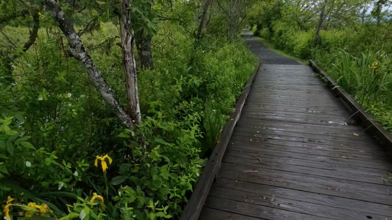 Ruta de paseo de madera a través de los humedales de Silver Lake en Seaquest State Park, Washington
