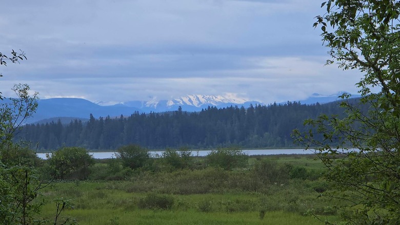 Foto de montañas cubiertas de nieve detrás de Silver Lake en el estado de Washington, hierba verde en primer plano, pinos al fondo