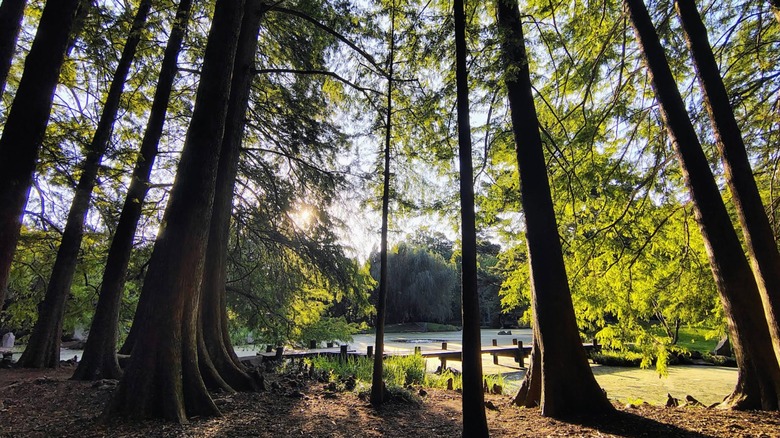 El sol brilla a través de árboles con troncos podados desnudos y hojas verdes Jardín Japonés Maymont
