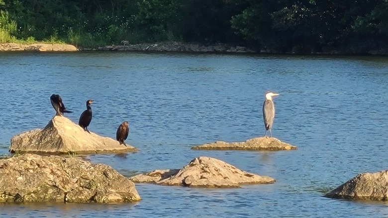 Los pájaros se reúnen en un lago dentro de Quarry Trails Metro Park