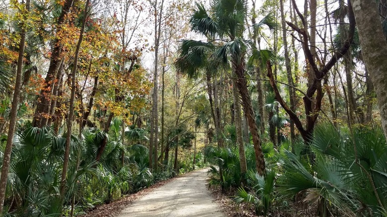 Sendero rodeado de árboles en Seminole State Forest, Florida