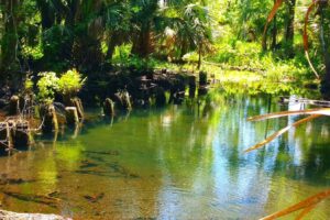 El pintoresco bosque estatal de Florida cerca de Orlando es un escape tranquilo con senderos, pesca y campamentos fuera de la red