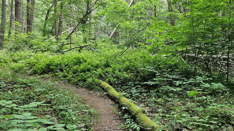 Sendero sombreado en Hyner Run State Park en Pensilvania