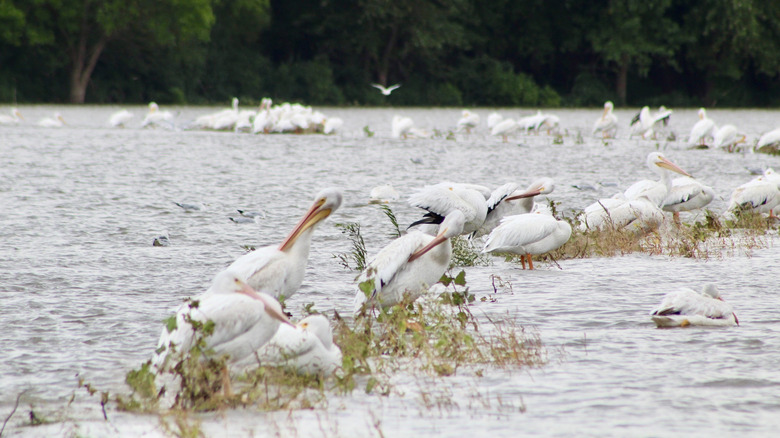 Numerosos pelícanos blancos en el agua del lago Anderson, Illinois