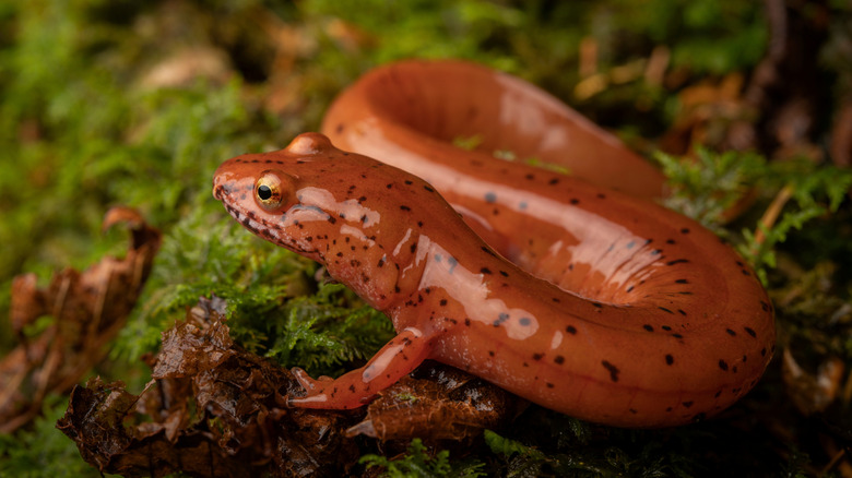 Una salamandra de primavera Blue Ridge sentada sobre una roca cubierta de musgo en el Parque Nacional Great Smoky Mountains