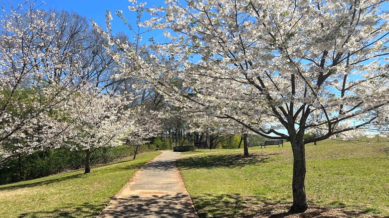 Cerezos en flor en Blackburn Park, Brookhaven, Georgia