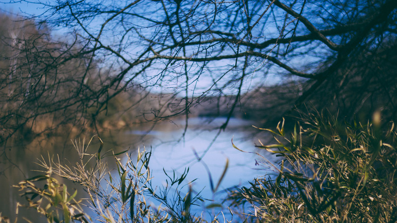 El río Chattahoochee visto a través de los árboles, en el Parque Estatal Chattahoochee Bend, Georgia