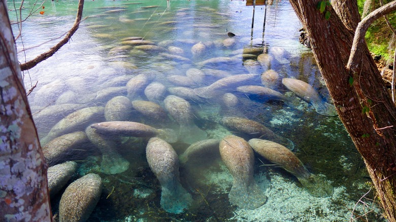 Grupo de manatíes en aguas de Florida