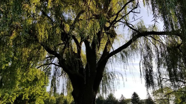 Un árbol enorme en Jaycee Park en Oregon, Wisconsin.