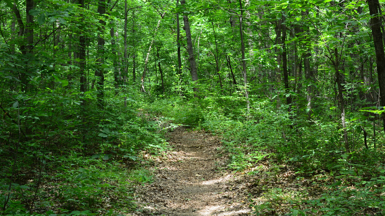 Un sendero boscoso en el área recreativa de Holly, Michigan
