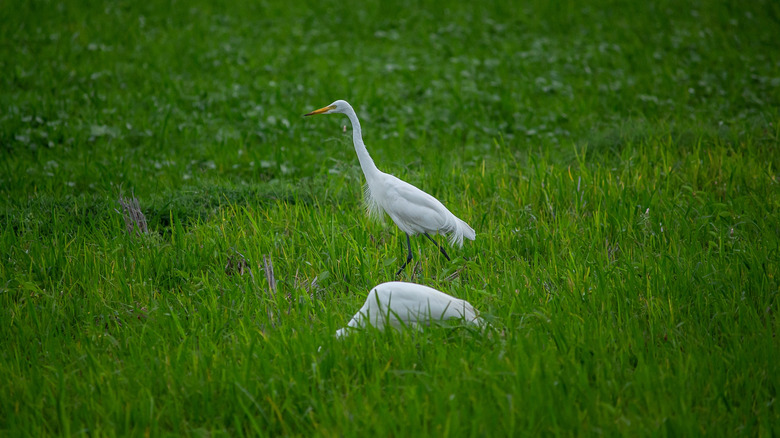 Cisnes trompetistas en un santuario de vida silvestre en Columbia Británica