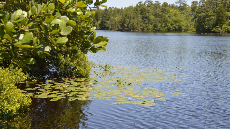 Las plantas acuáticas crecen en la superficie del lago Parvin en verano.