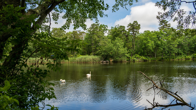 Dos gansos flotan en las tranquilas aguas del lago Parvin en Nueva Jersey.