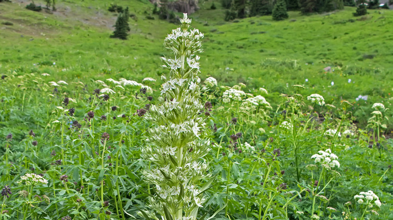 Gencianas verdes en las montañas de San Juan "superfloración"