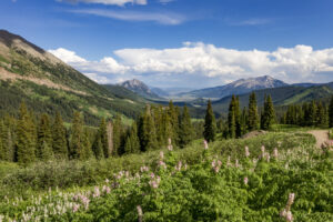 La rara superfloración de Colorado hará que los viajeros acudan en masa a las praderas de gran elevación del estado