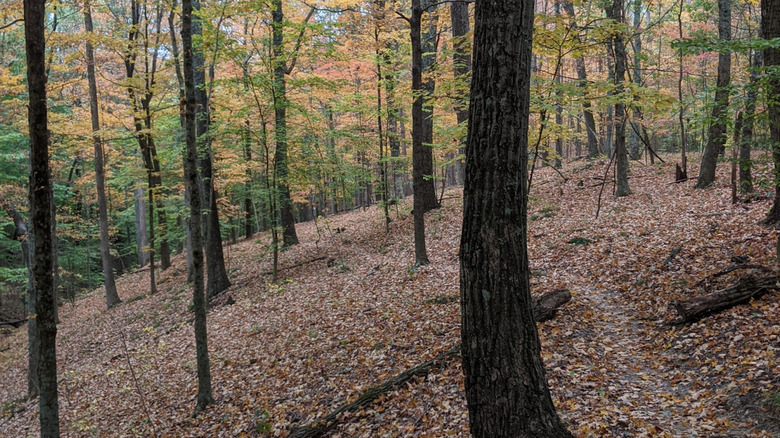Camino en la Reserva Natural Laura Hare con follaje de otoño en Indiana