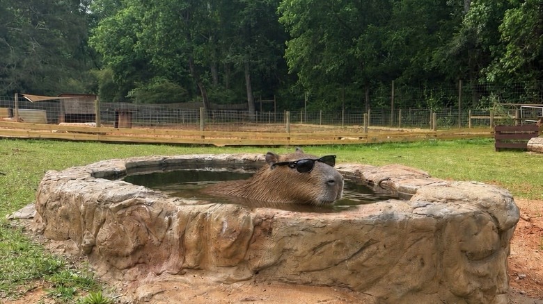Un carpincho con gafas de sol en una piscina de granito personalizada en el Georgia Untamed Zoo