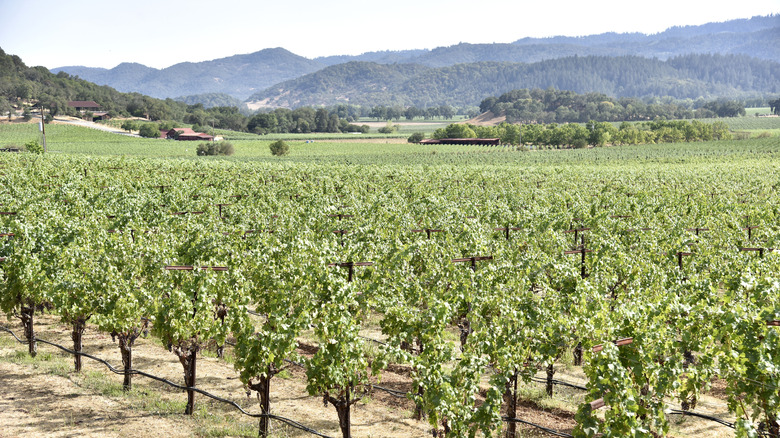 Un vasto viñedo verde en la bodega Charles Krug en el Valle de Napa con colinas al fondo.