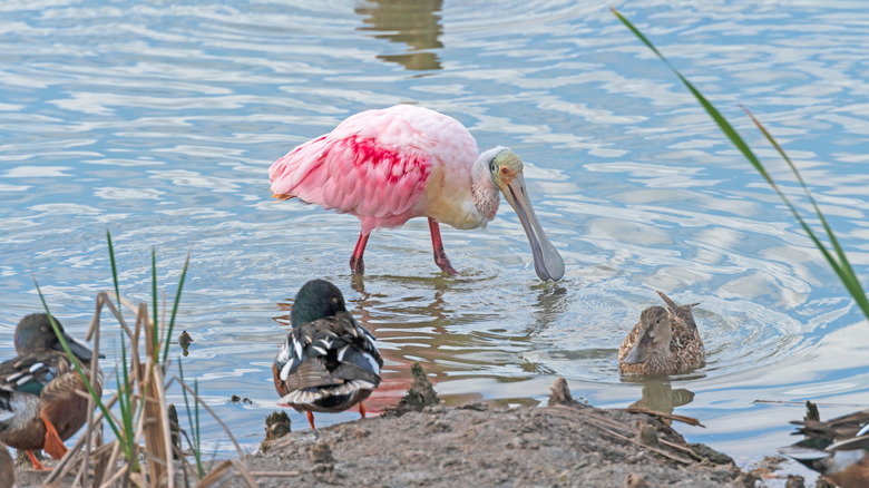 aves migratorias que invernan en los humedales de la costa del Golfo de Texas