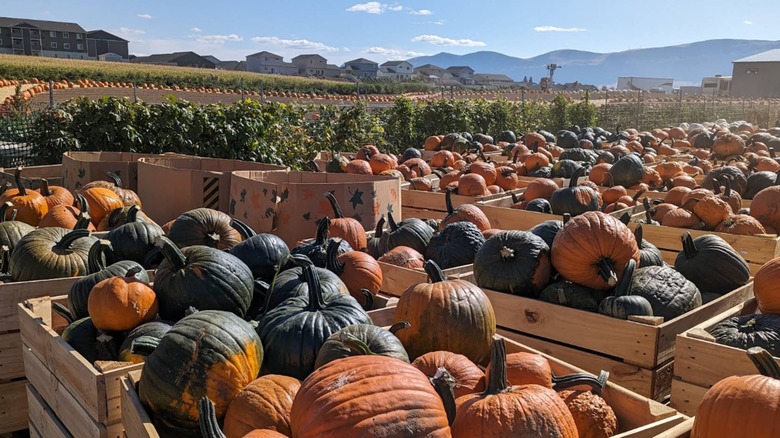 Cajas de calabazas en Annie's Fun Farm en East Wenatchee