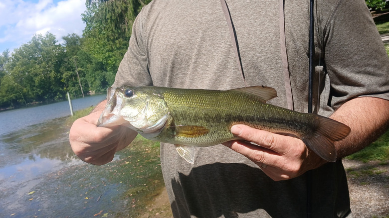 Un pez de lubina capturado en el lago Grubb en West Hempfield Township, Pensilvania