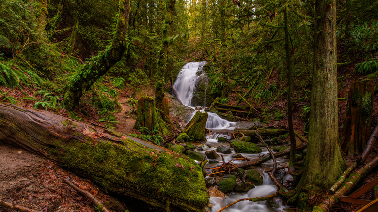 Coal Creek Falls en el Parque Forestal Regional Cougar Mountain