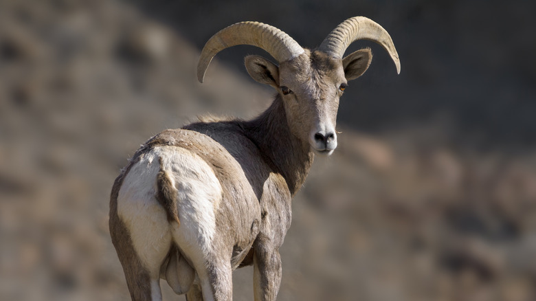 Un borrego cimarrón del desierto en el Valle de la Muerte