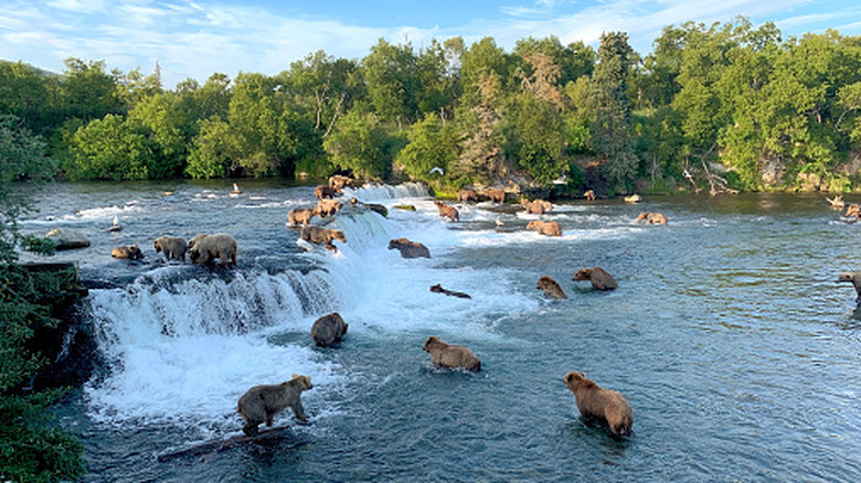 Brown se acerca al Parque Nacional Katmai