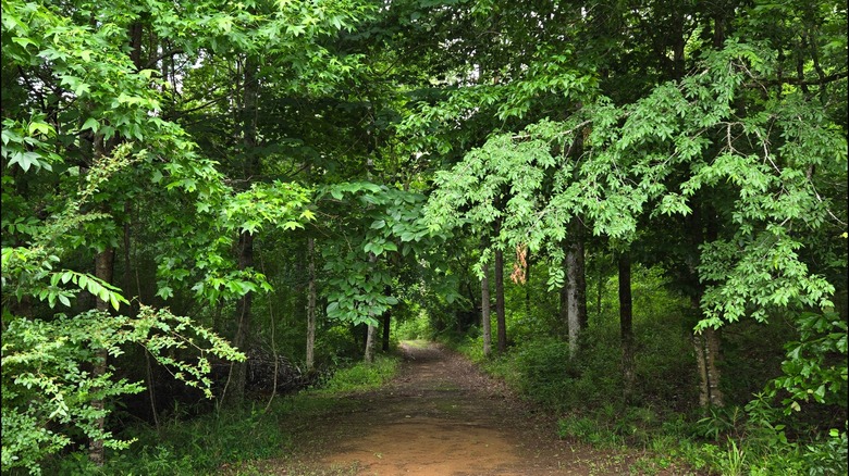Un sendero de superficie natural a la sombra de los árboles en el Parque Estatal Paul Grist, Alabama