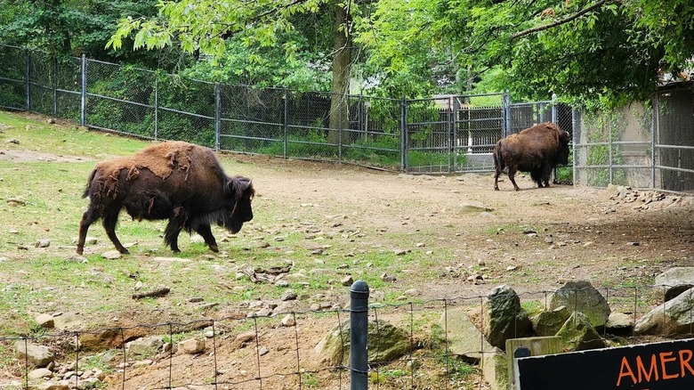 Dos bisontes caminando en un recinto vallado en el Zoológico Beardsley de Connecticut, cerca de Trumbull, Connecticut.