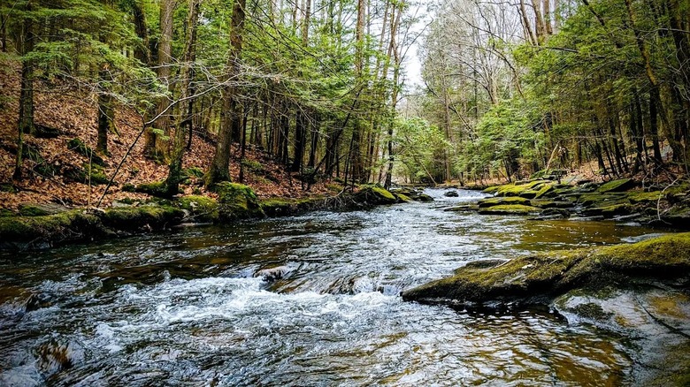 Un arroyo que fluye sobre rocas cubiertas de musgo creando suaves rápidos dentro de un bosque arbolado en Trumbull Connecticut.