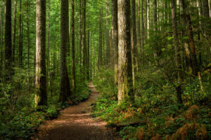 Cerca de Raleigh se encuentra la pintoresca reserva natural de Carolina del Norte para disfrutar de los senderos forestales y la vida silvestre
