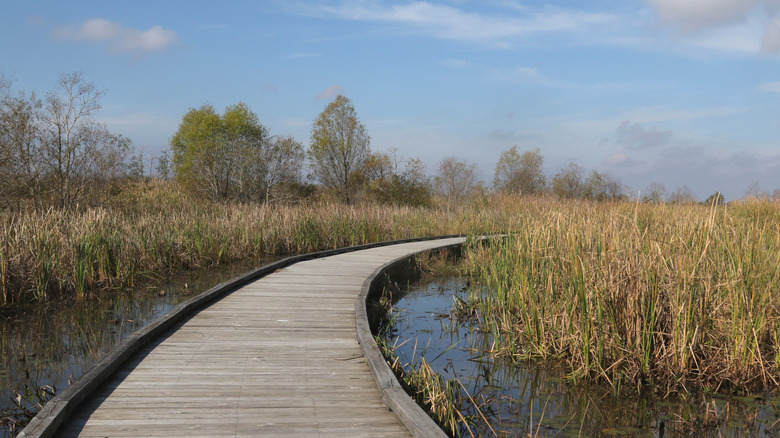 Un paseo marítimo de madera serpentea sobre un área de humedal inundada en el Refugio Nacional de Vida Silvestre Cameron Prairie