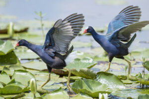 La joya de los humedales panorámicos de Luisiana entre Lafayette y la frontera de Texas ofrece paseos por la naturaleza, paseos en bote y vida silvestre