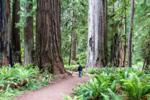 Olvídese de Florida, la ‘costa de Redwood de California’ es uno de los mejores condados para jubilarse con un clima templado durante todo el año y diversión infinita al aire libre