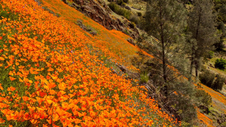 Amapolas anaranjadas en el Hite Cove Trail en Yosemite