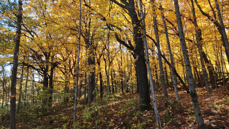 Los árboles de la reserva forestal Sugar River Alder crean un hermoso dosel amarillo en otoño