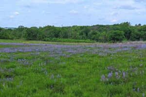 A las afueras de Rockford, cerca de la frontera con Wisconsin, se encuentra la reserva natural de Illinois con pintorescos humedales y senderos.