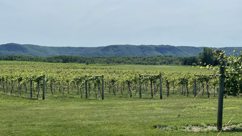 Viñedos planos rodeados por empinadas crestas del área Driftless en Elmaro Vineyard en Wisconsin.