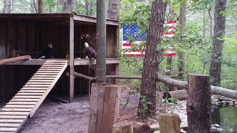 Recinto del águila calva en el refugio de vida silvestre Woodford Cedar Run en Medford Township, Nueva Jersey