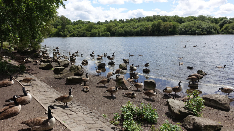 Un grupo de gansos canadienses pasando el rato en la orilla del lago en la Reserva Natural Pennington Flash.