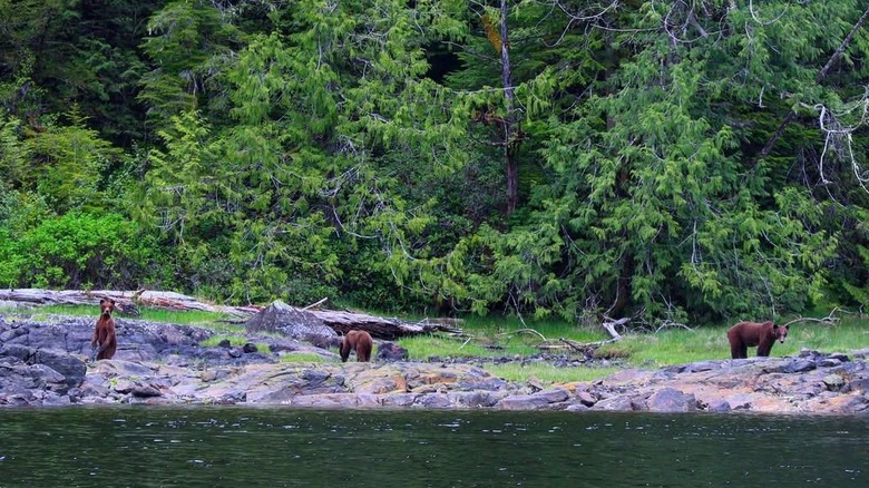 Tres osos en una costa rocosa cerca de Nimmo Bay Wilderness Resort, Columbia Británica