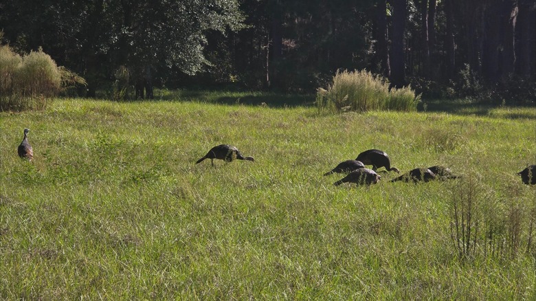 Pavos salvajes en una sección cubierta de hierba en Newnans Lake State Forest, Florida